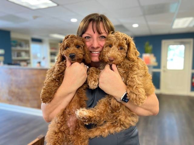 Veterinarian holding two cute puppy dogs