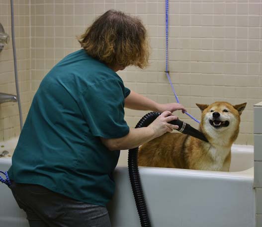Pet Bathing