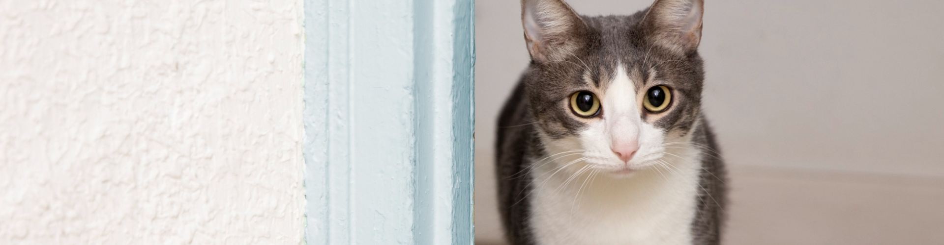 bel-aire-veterinary-hospital-faqs