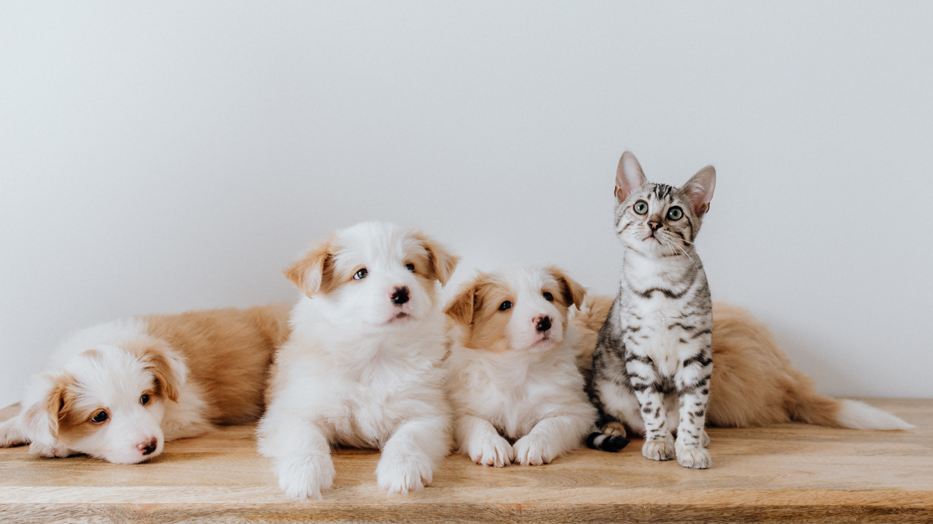 Puppy And Kitten Care In Greensboro, NC 27409 | Bel-Aire Veterinary ...