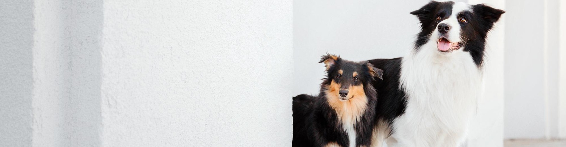 Veterinarian Reviews In Greensboro, NC 27409 BelAire Veterinary Hospital