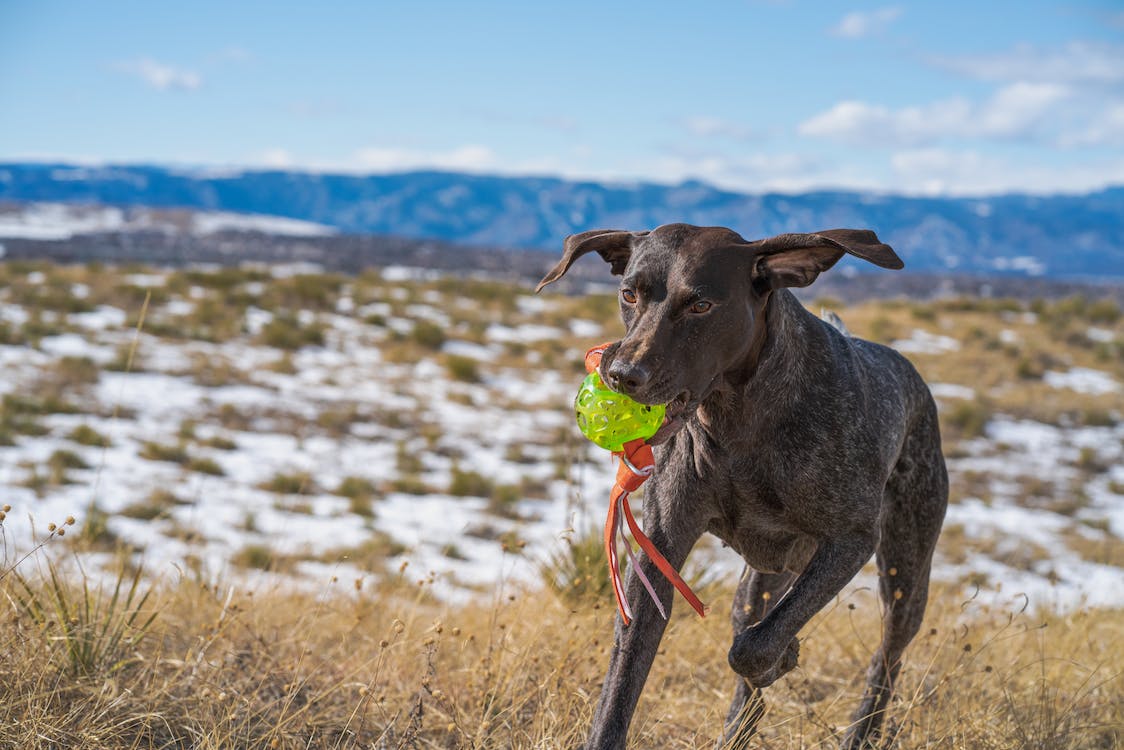 Emergency Referral Information BelAire Veterinary Hospital