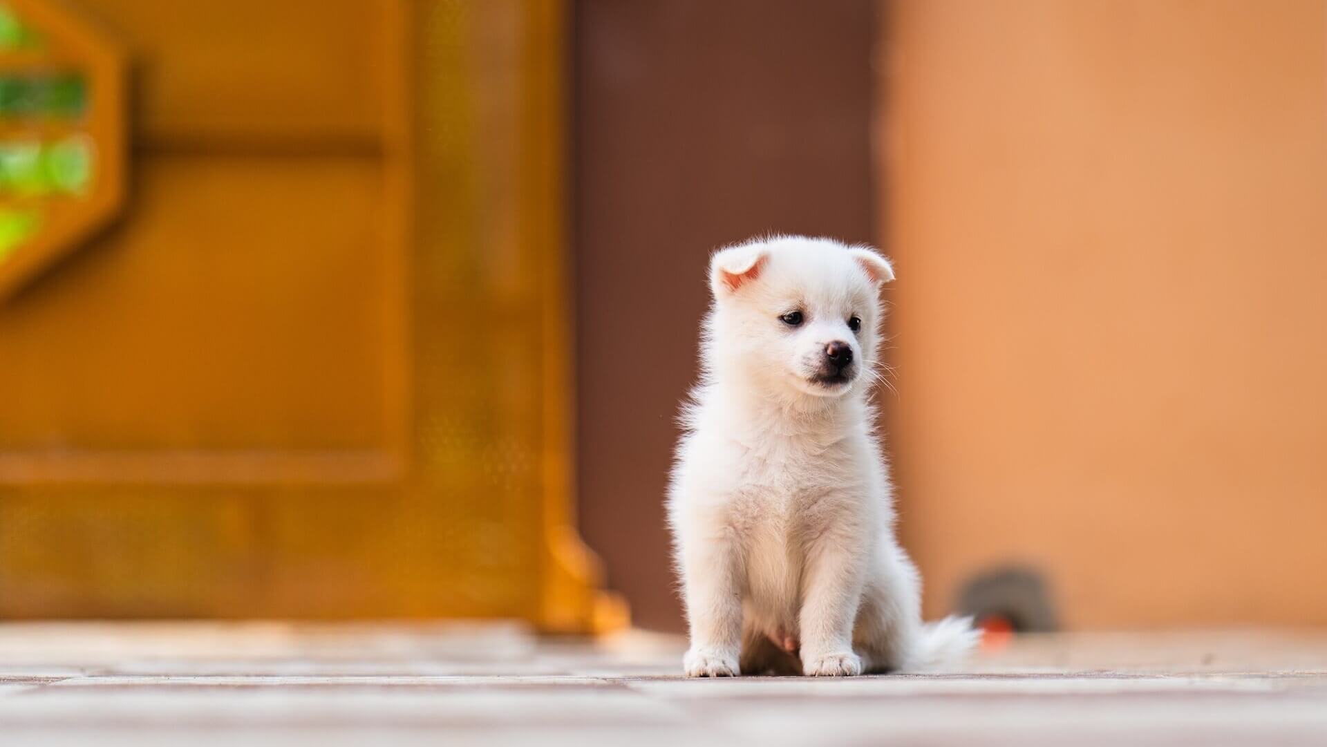 Greensboro, NC 27409 Veterinary Jobs BelAire Veterinary Hospital