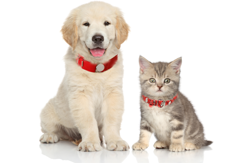 A dog and a cute cat