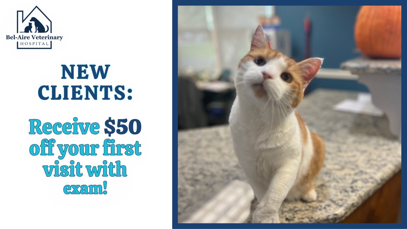 New Clients $50 Popup