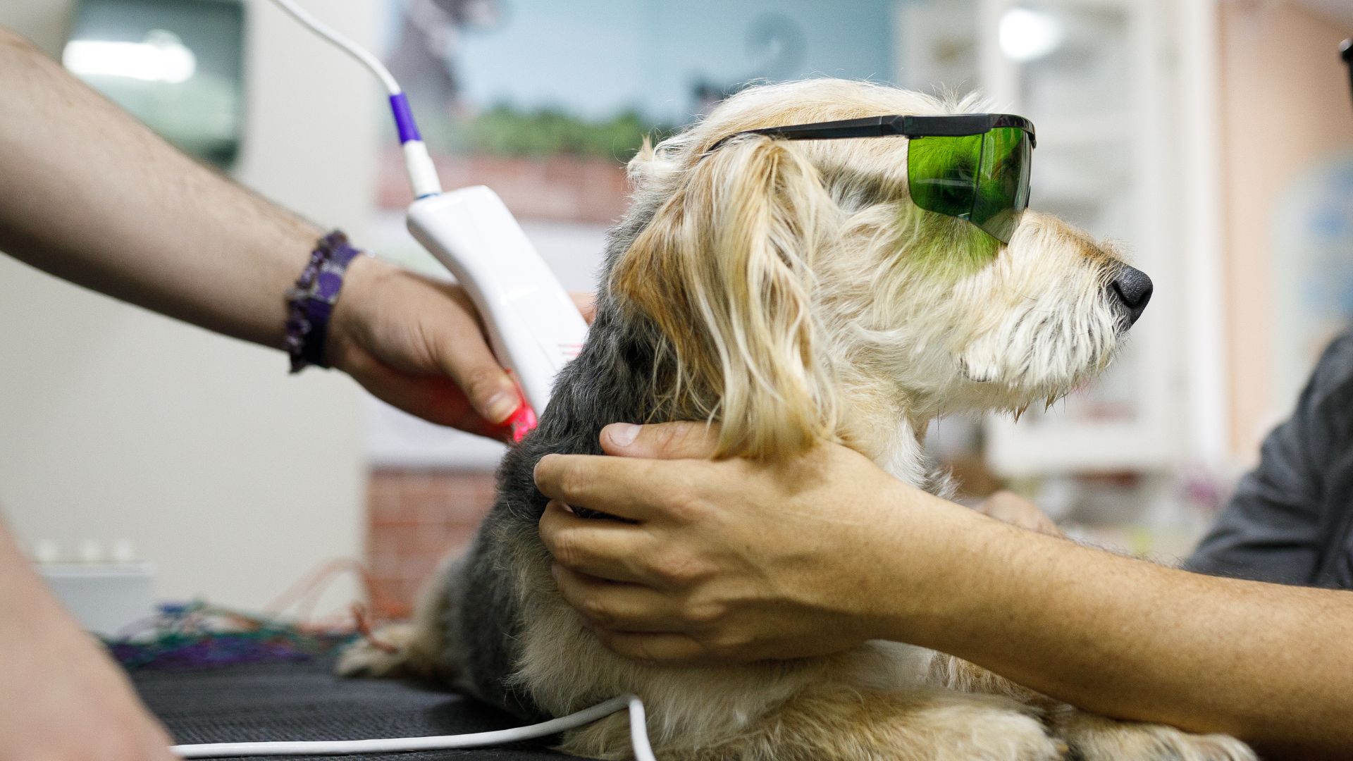 Pet Laser Therapy Man holding his dog while it's getting laser therapy