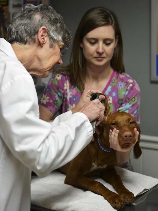 Veterinarians examining a dog