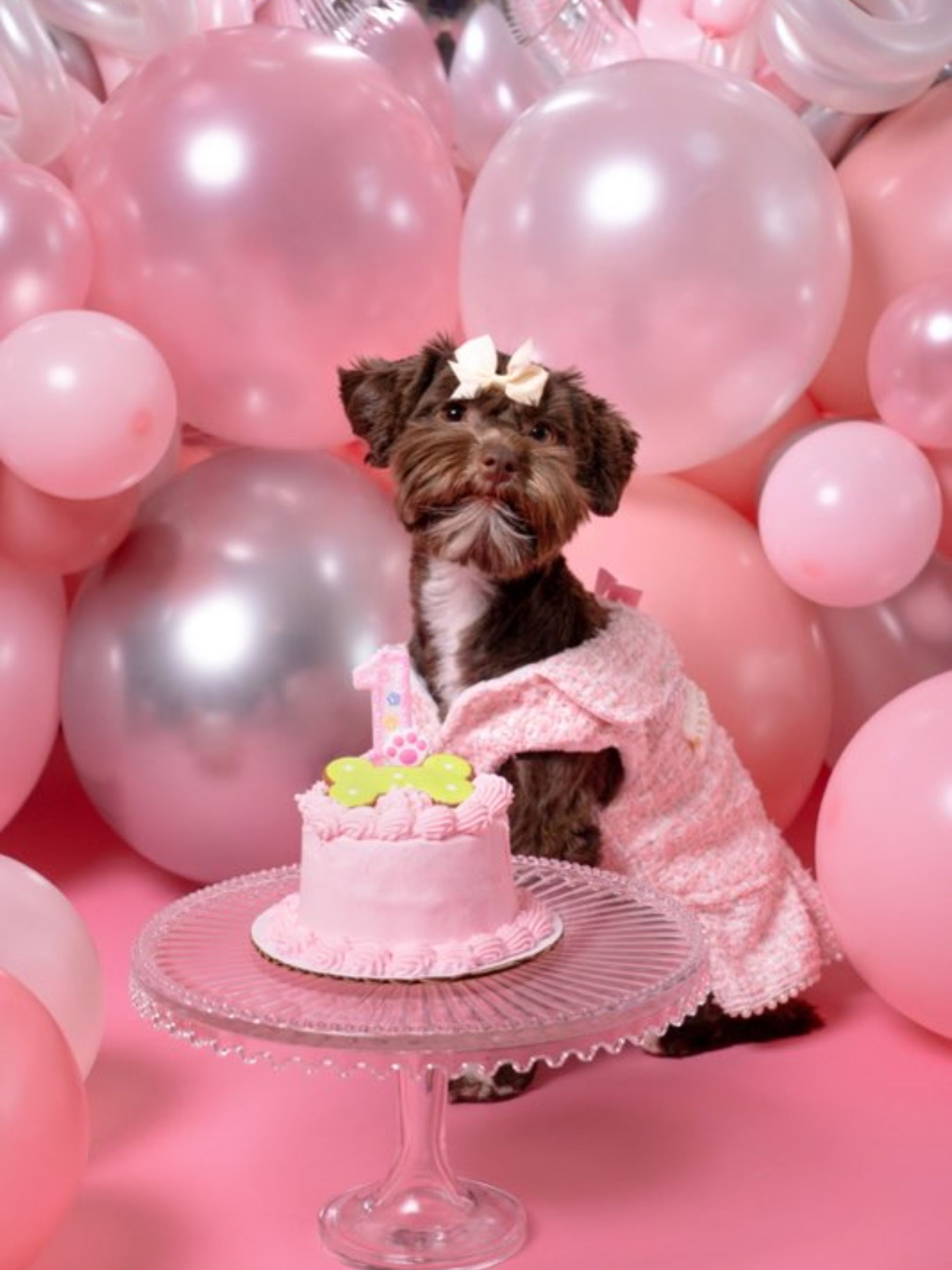 Birthday celebration of pup Celine