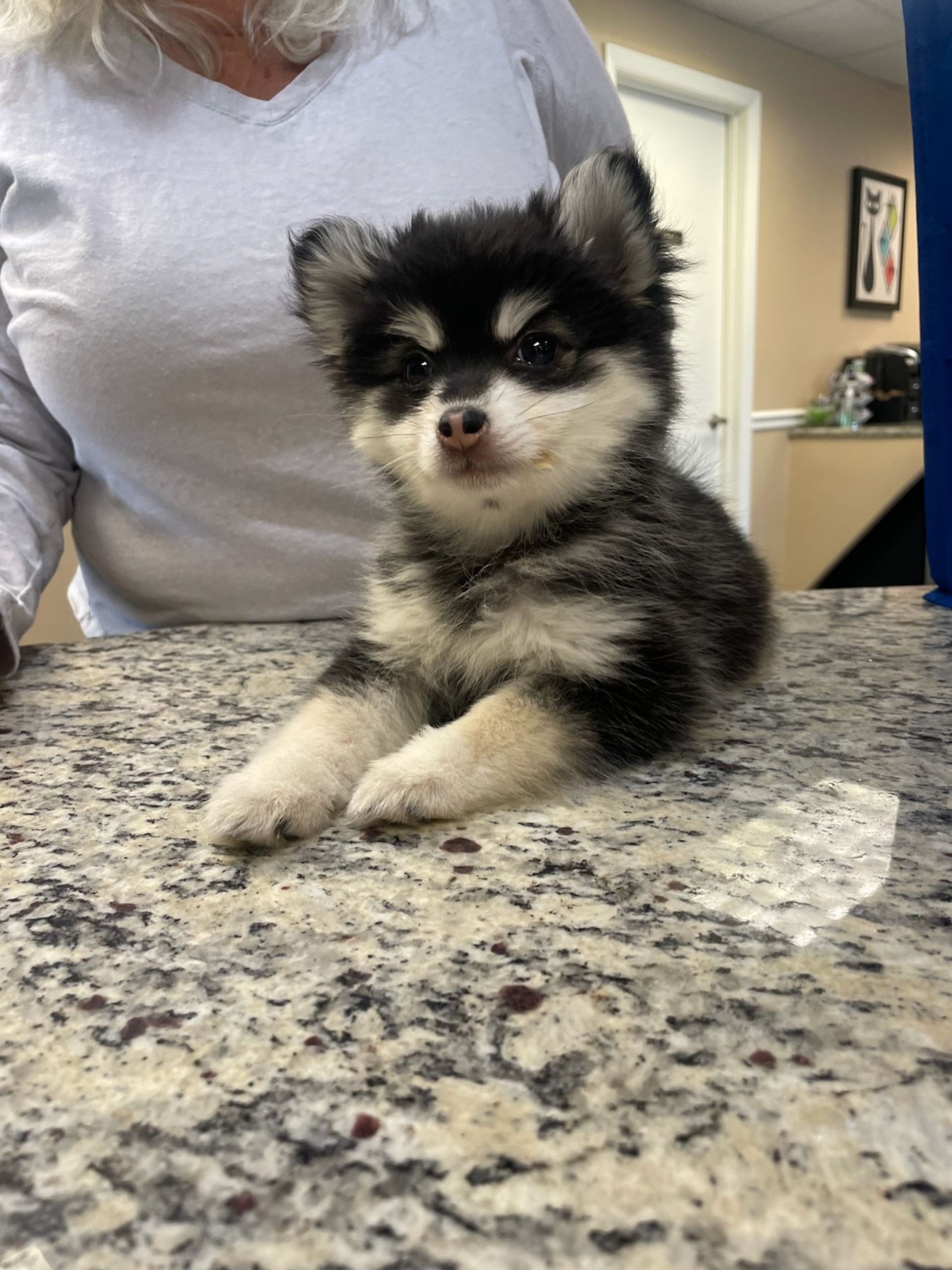 a puppy on a table with a lady standing behind it