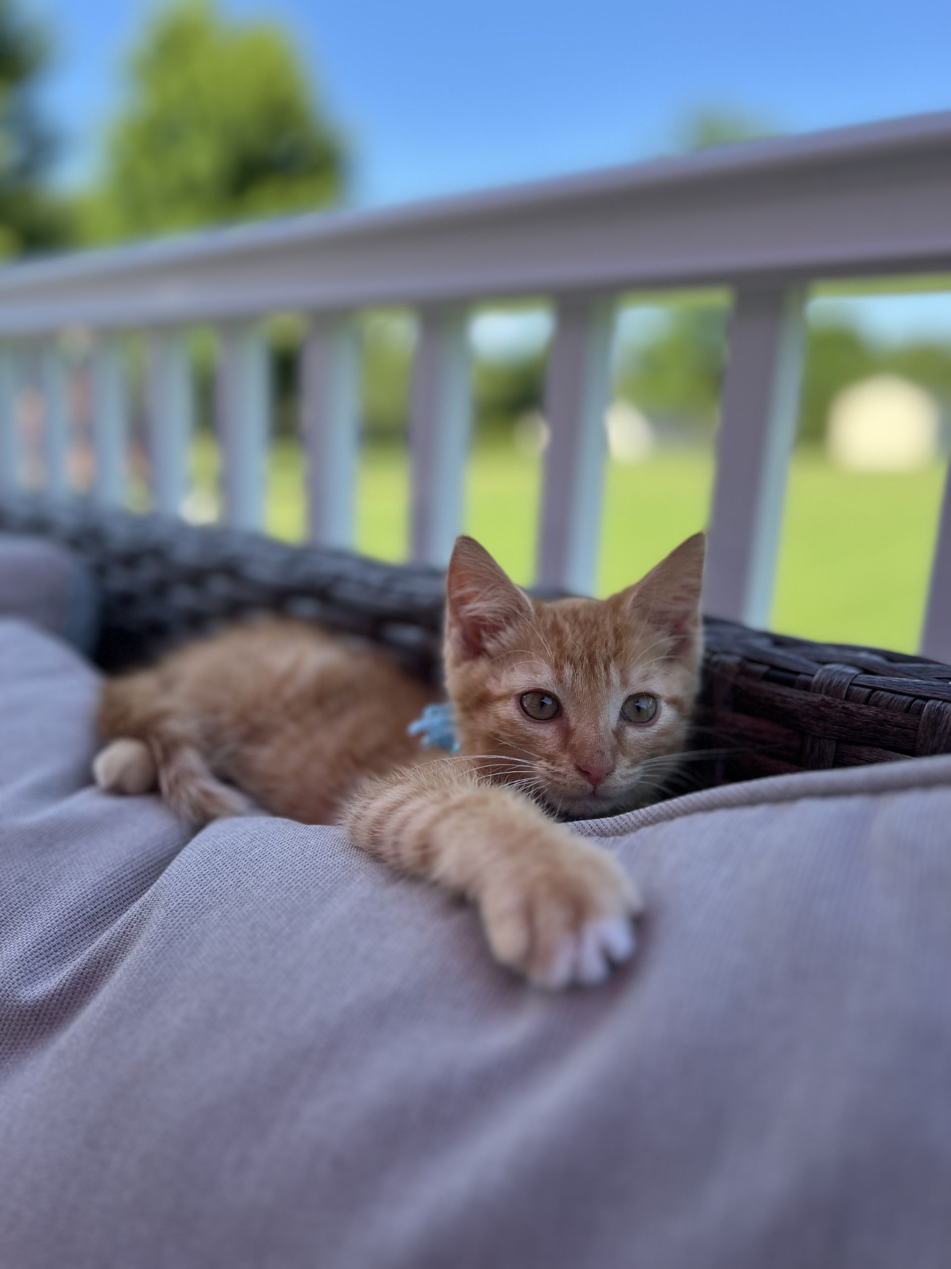 an orange kitten