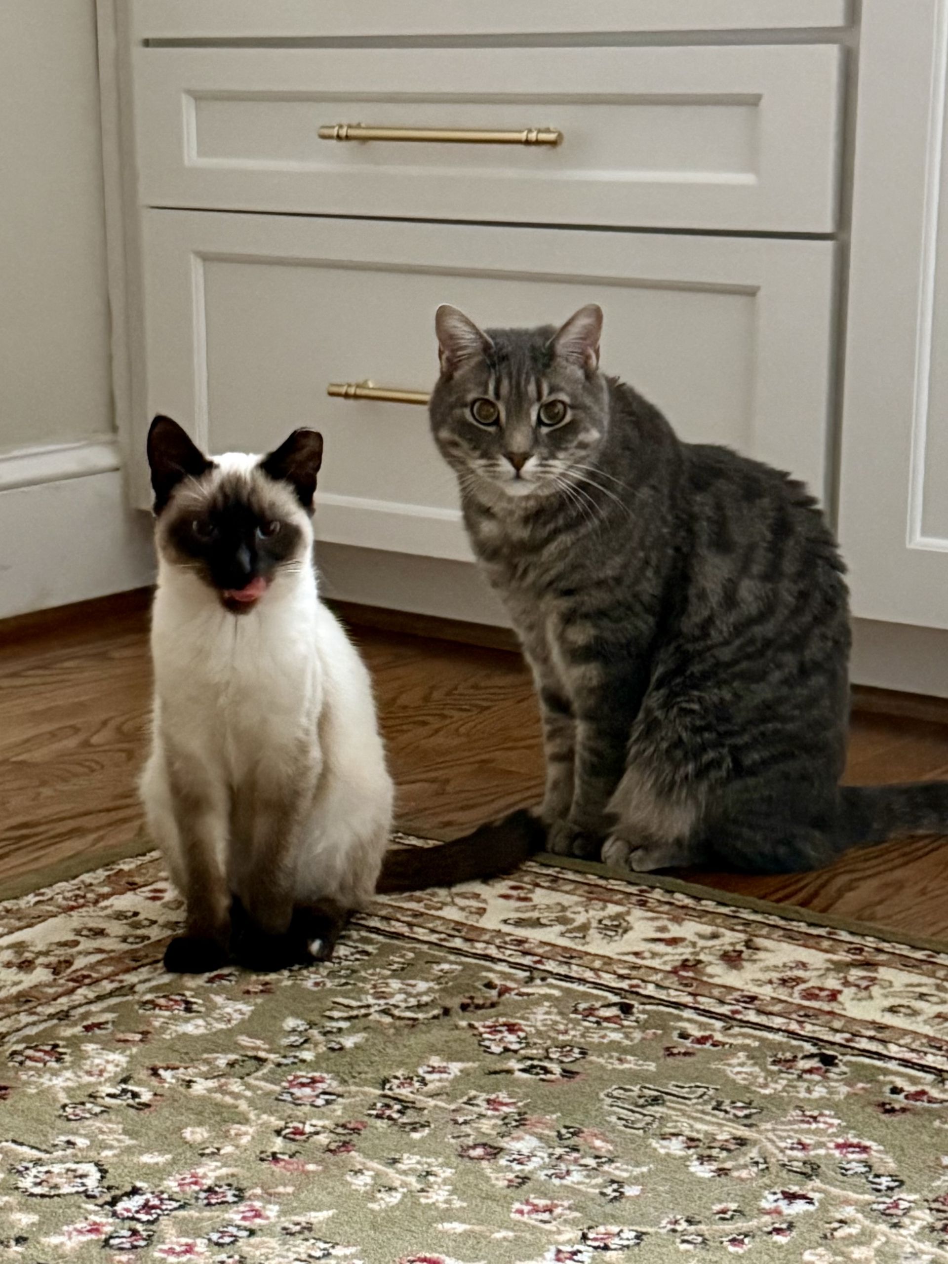 two cats indoors