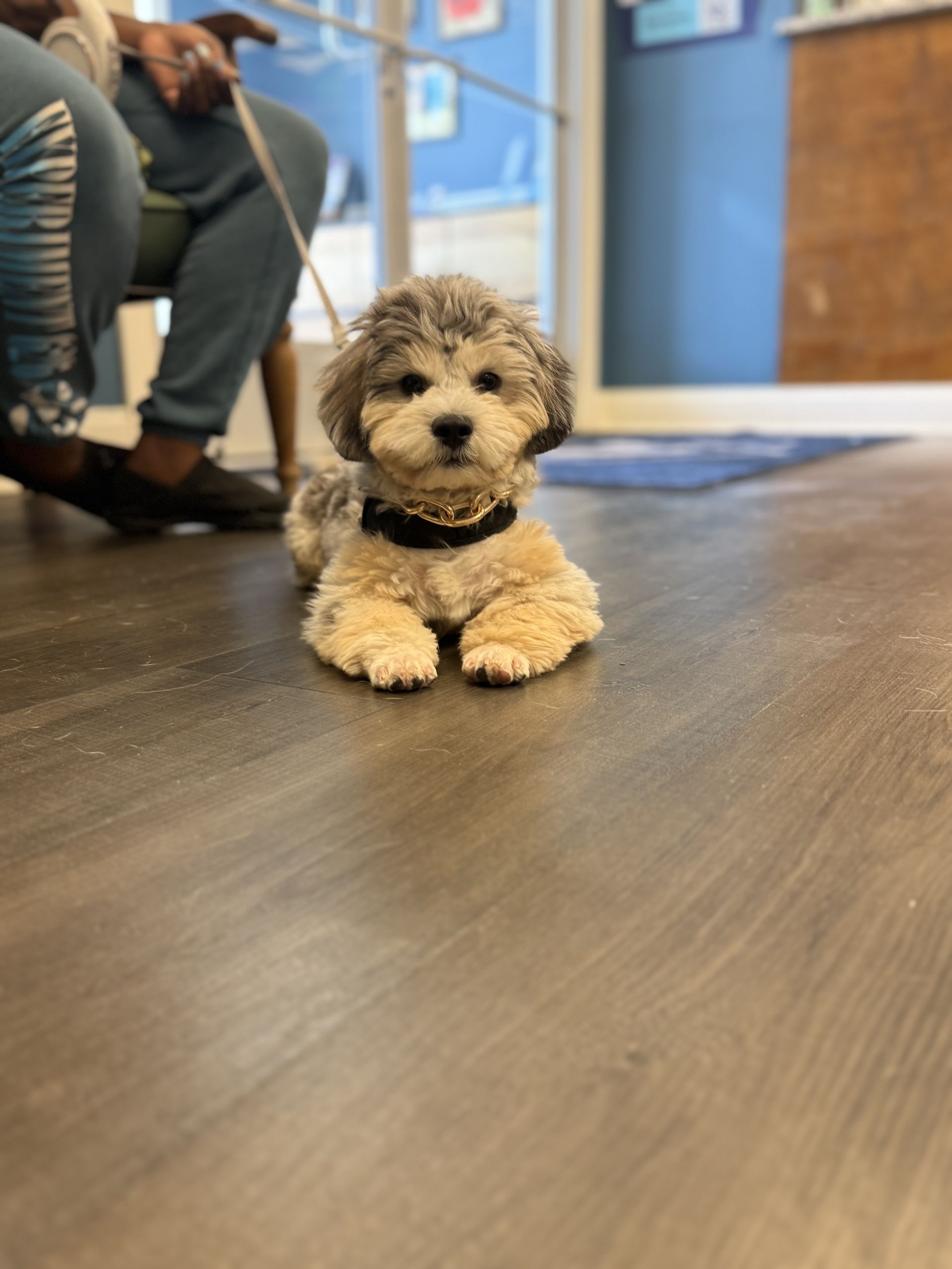 a puppy on leas held by owner in the vet hospital